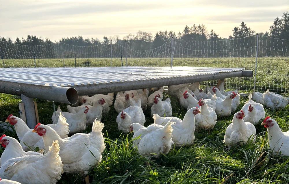 Free-Range Chicken